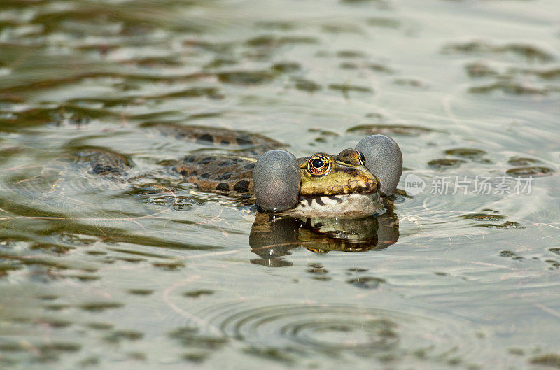 叫食用蛙(Pelophylax kl. esculentus)